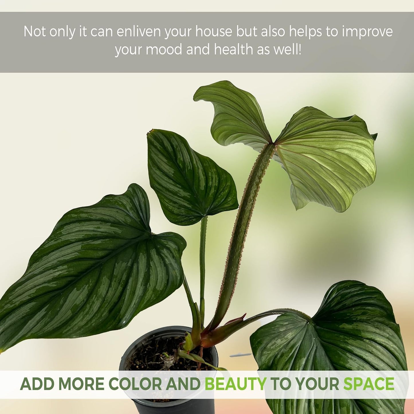 LEAL PLANTS ECUADOR Anthurium Warocqueanum & Philodendron Mamei Silver (Pack of 2), Rare Exotic Indoor Plants | Air-Purifying & Easy-Care Houseplants| Perfect for Home & Office Décor