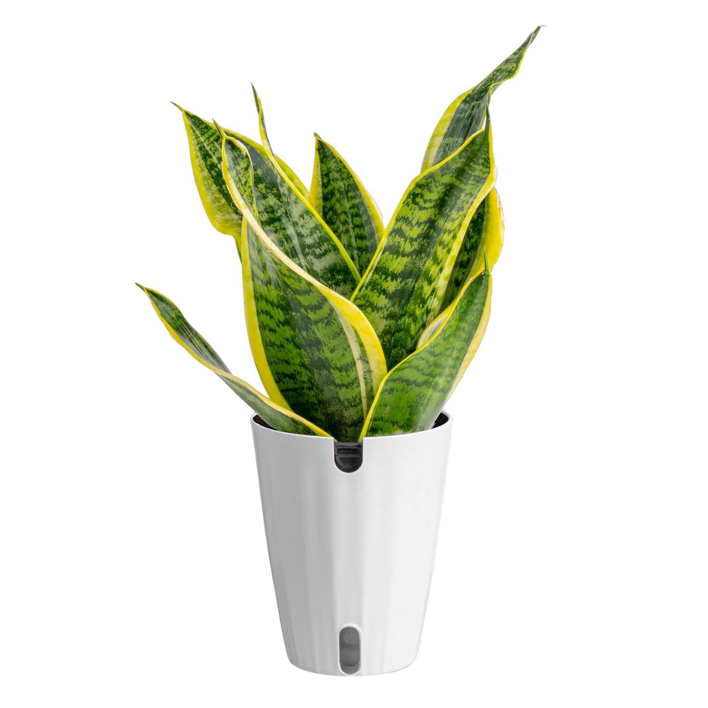 Costa Farms Snake Plant Live Indoor Houseplant in Self-Watering Decor Pot, 12-20 Inches Tall Medium Sansevieria, Low Light Easy Care Live Plant, Unique Housewarming Gift or Office Desk Decor