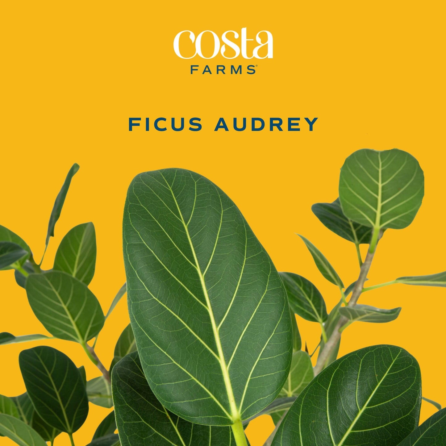 Costa Farms Ficus Audrey Tree Live Plant in Decorative Pot, Large Indoor Houseplant, Perfect for Home, Room, or Office Decor, Great House Warming or Birthday Gift, 2-3 Feet Tall