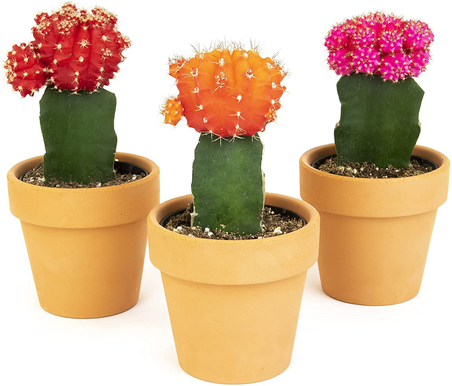 Grafted Cactus Succulent 3PK in 3" Terracotta Pots, Live Succulents & Mini Cacti Plant Gift, Real Houseplants for Home or Office, Easy Care Houseplant Trio by Plants for Pets