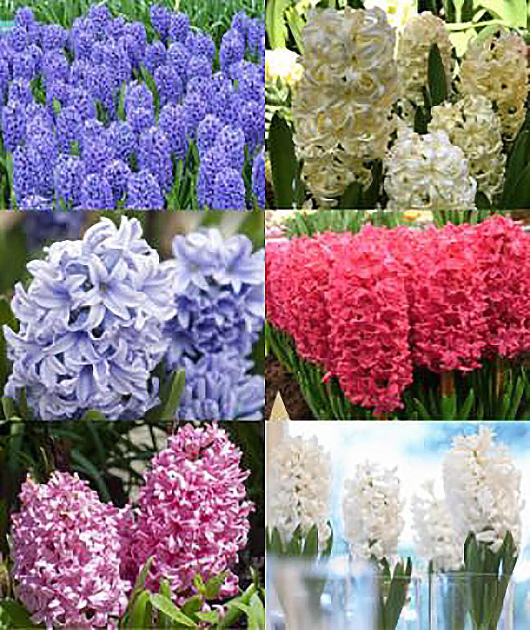 10 Large Mixed Hyacinth Bulbs - 16-17 cm, Includes Purple, Blue, White, Pink, Yellow, Orange, Peach & 10 Varieties for a Stunning Spring Garden