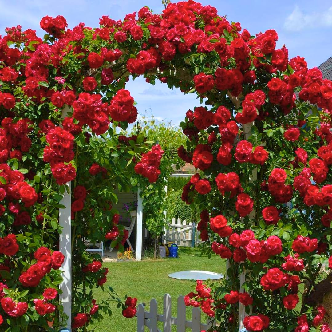 Red Climbing Rose Live Plant, Can Grow As Rose Bushes Shrubs, Fragrant Ready to Plant, Starter Size, 5 to 10 Inc Tall, Dormant in Winter