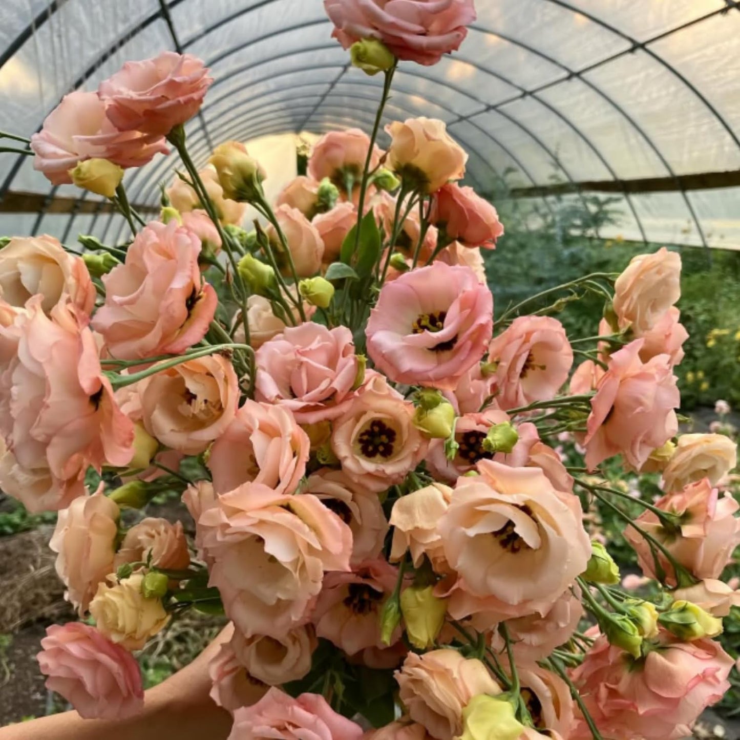 Apricot Lisianthus Eustoma Lisianthus Live Plant, Flowers Well Rooted Plug, 3-5'' Tall, Rose Plant for Landscape