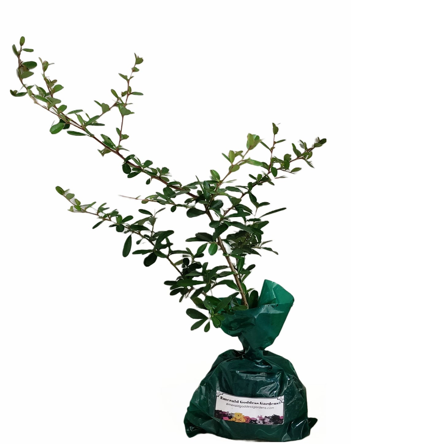 Scarlet Firethorn - Pyracantha coccinea - Live Shrub Plant - Red Berry White Flower - Emerald Goddess Gardens - Starter Sz 4 Inch Pot