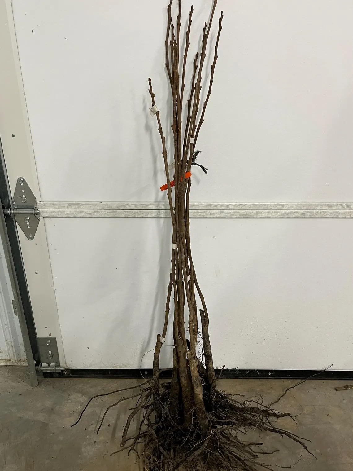 Gala Apple Tree - 36-48" Tall Live Plant - 3-4 Foot Tall Juicy Red Apple Fruit Tree - Malus domestica 'Gala'