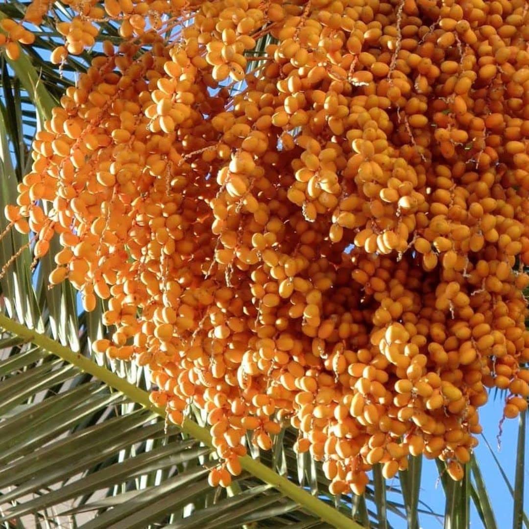15 Medjool Date Palm Seeds, Pits, Phoenix dactylifera Large Fruit Mejhool Dates