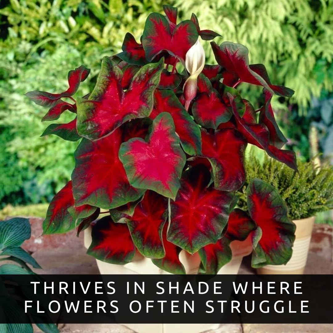 Florida Cardinal Caladium Bulbs for Planting - Perennial Fancy Heart-Shaped Leaves, Vibrant Red and Green Foliage for Shade Gardens, Containers, and Indoor Displays (5 Bulbs)