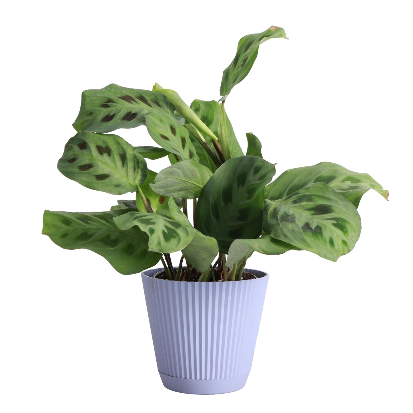 Thorsen's Greenhouse Green Prayer Plant, Live Indoor Plant, Pet Friendly, Uncommon Houseplant, Green Maranta, Easy to Grow, 4" Diameter Pot (Lavender)