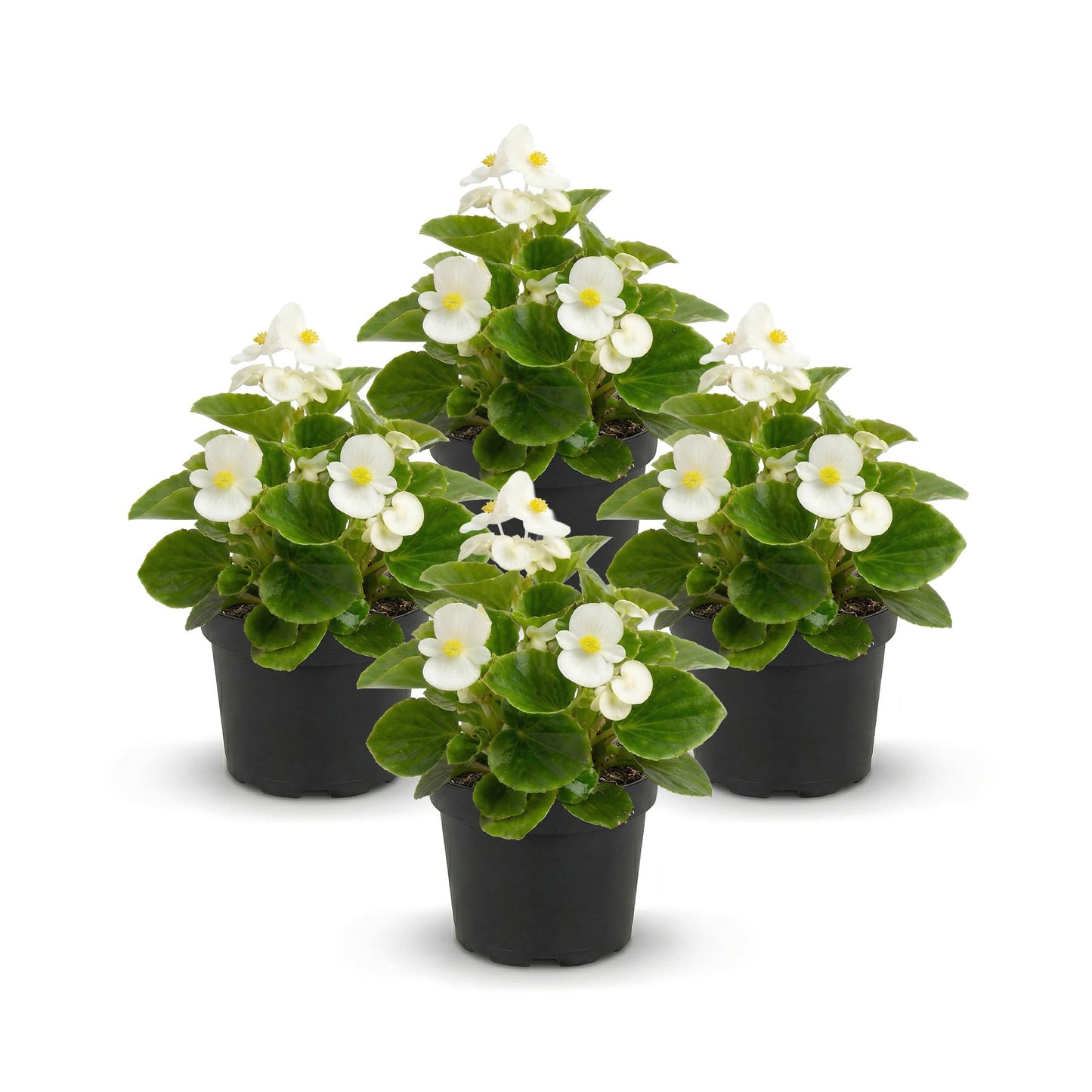 Live Begonia - Green Leaf Ambassador White (4 Per Pack), Beautiful Shade Annual, Ships 8" Tall by 4" Wide in 1 Pt Pot