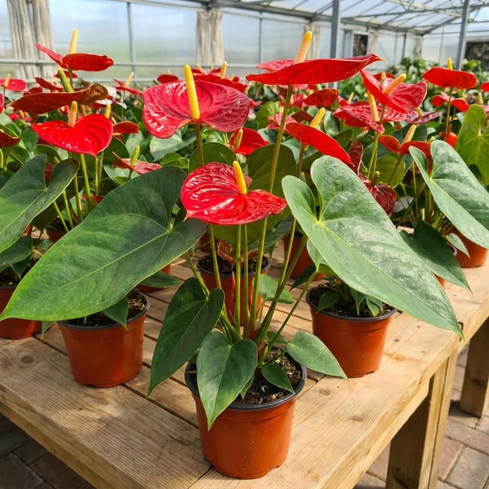 Red Anthurium Live Plants, 6-10" Tall in 6" Pot, Tropical Anthurium Plants, Vibrant Flowering Indoor Plant, Fully Rooted Tropical Decor Plant, No Ship to CA