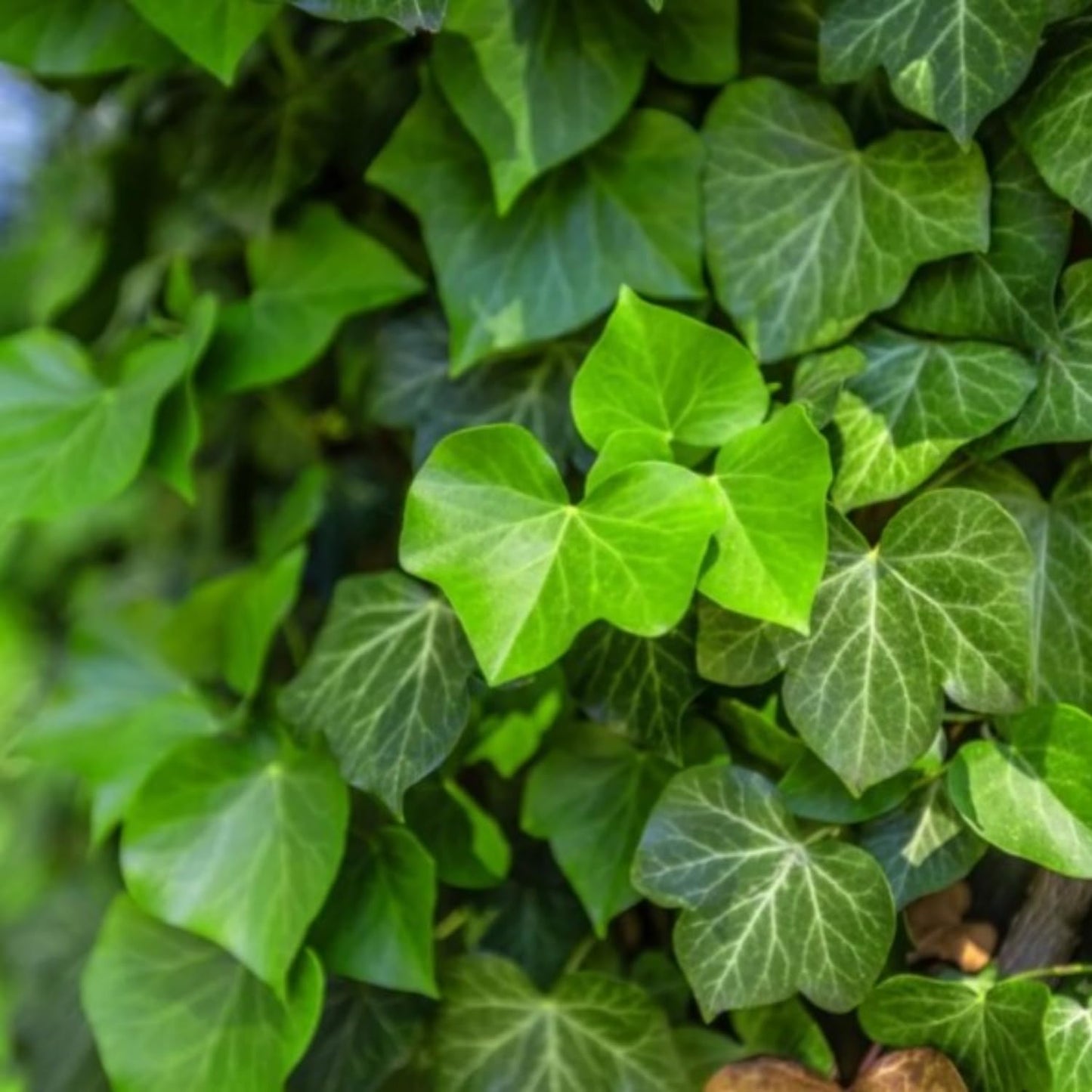 Trailing English Ivy Live Plant, Hardy Ivy Plants in 4" Pot, Climbing Plants Outdoor Garden, Easy Care House Plant (Green)