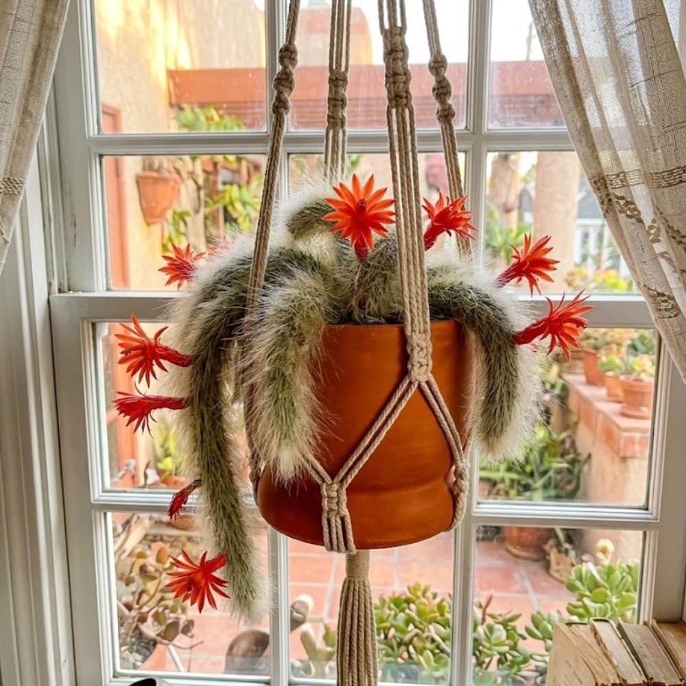 Rare Monkey Tail Cactus Live Plant – 7-9 Inch Succulent for Indoor & Outdoor, Unique Trailing Live Succulent, Ideal Gift for Plant Lovers