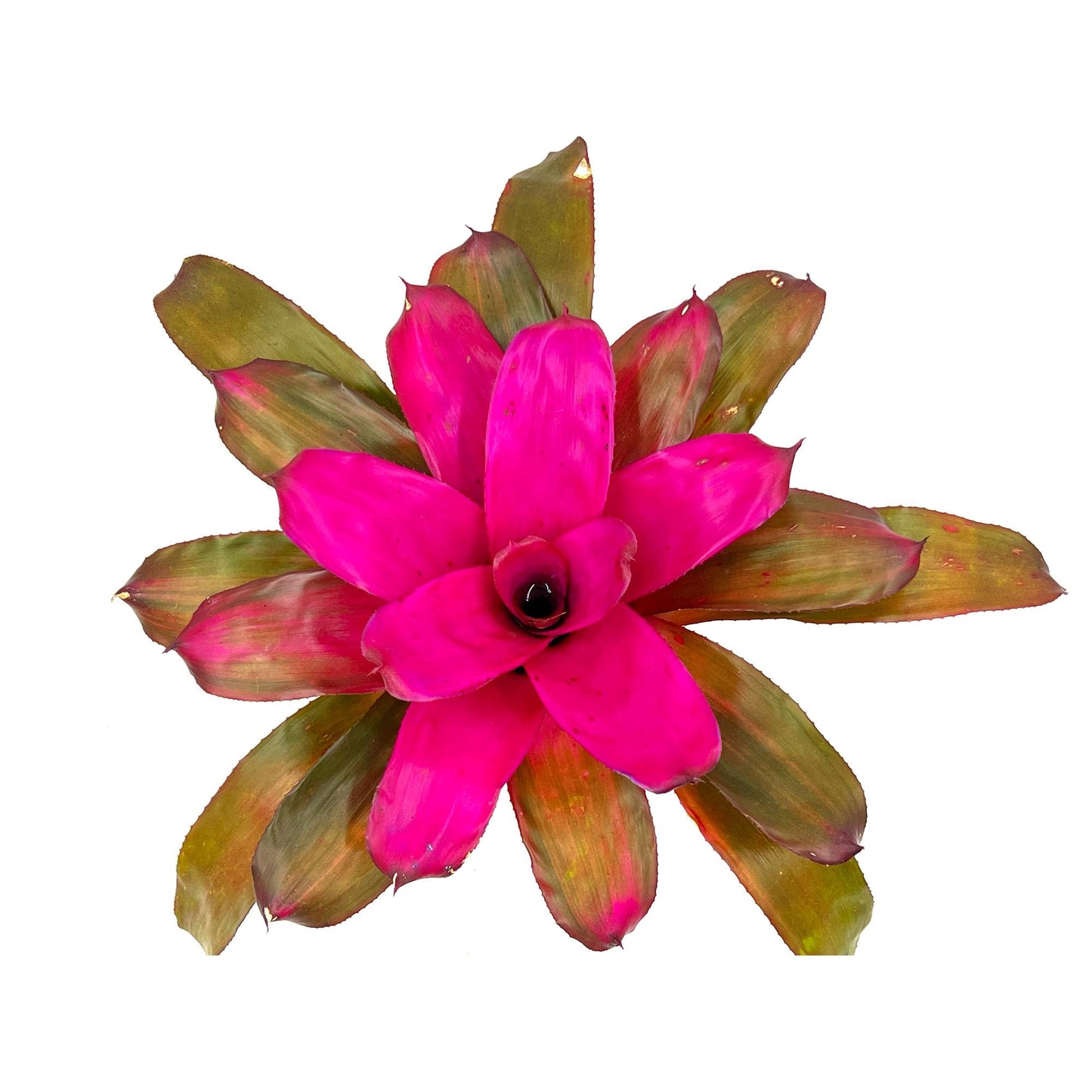 ragnaroc Live Plants – Bromeliad Neoregelia Tatiana, 8-12" in 6" Pot - 1ct - Live Arrival Guaranteed - House Plants for Home Decor & Gift