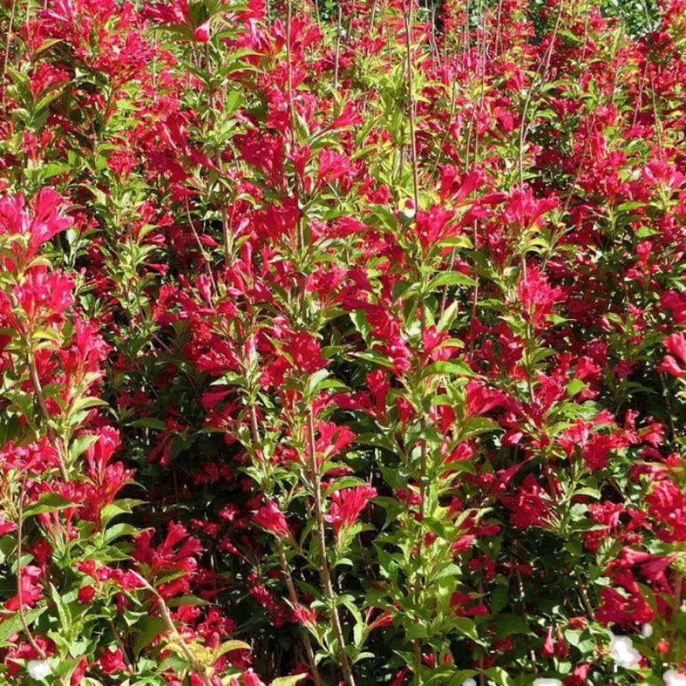 Red Weigela Live Plant Blooming Shrub, 1-2 Ft Hardy Dormant Perennial Flowering Bush for Garden Borders