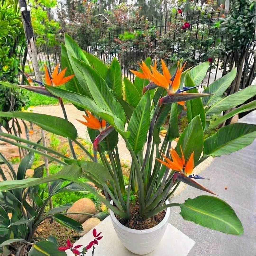 2 Orange Bird of Paradise Plants Live, Cold Hardy, 4-7" in Tall, Fast Growing, Strelitzia Reginae Flower for Spring Landscaping Ornamental Indoor Outdoor
