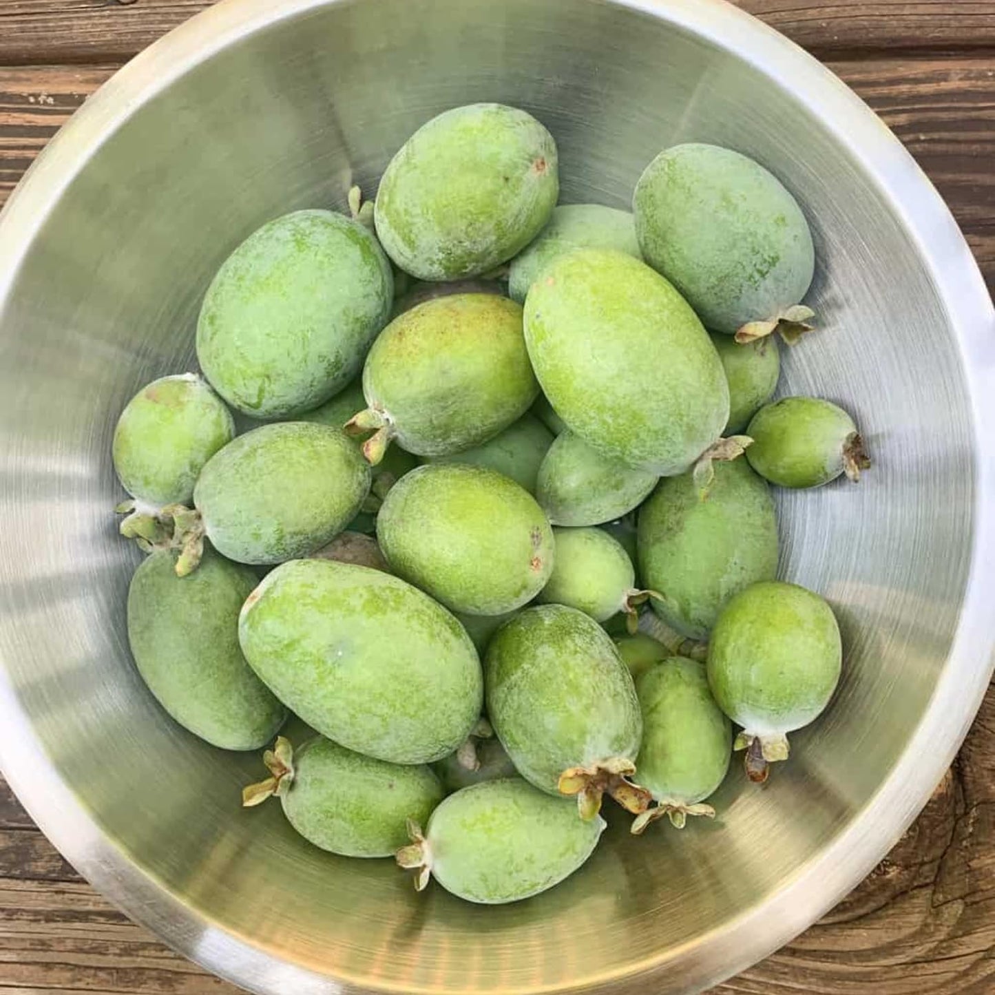 3 Pineapple Guava Live Plants, Pineapple Guava Fruit Trees 4-7 Inches Tall to Grow