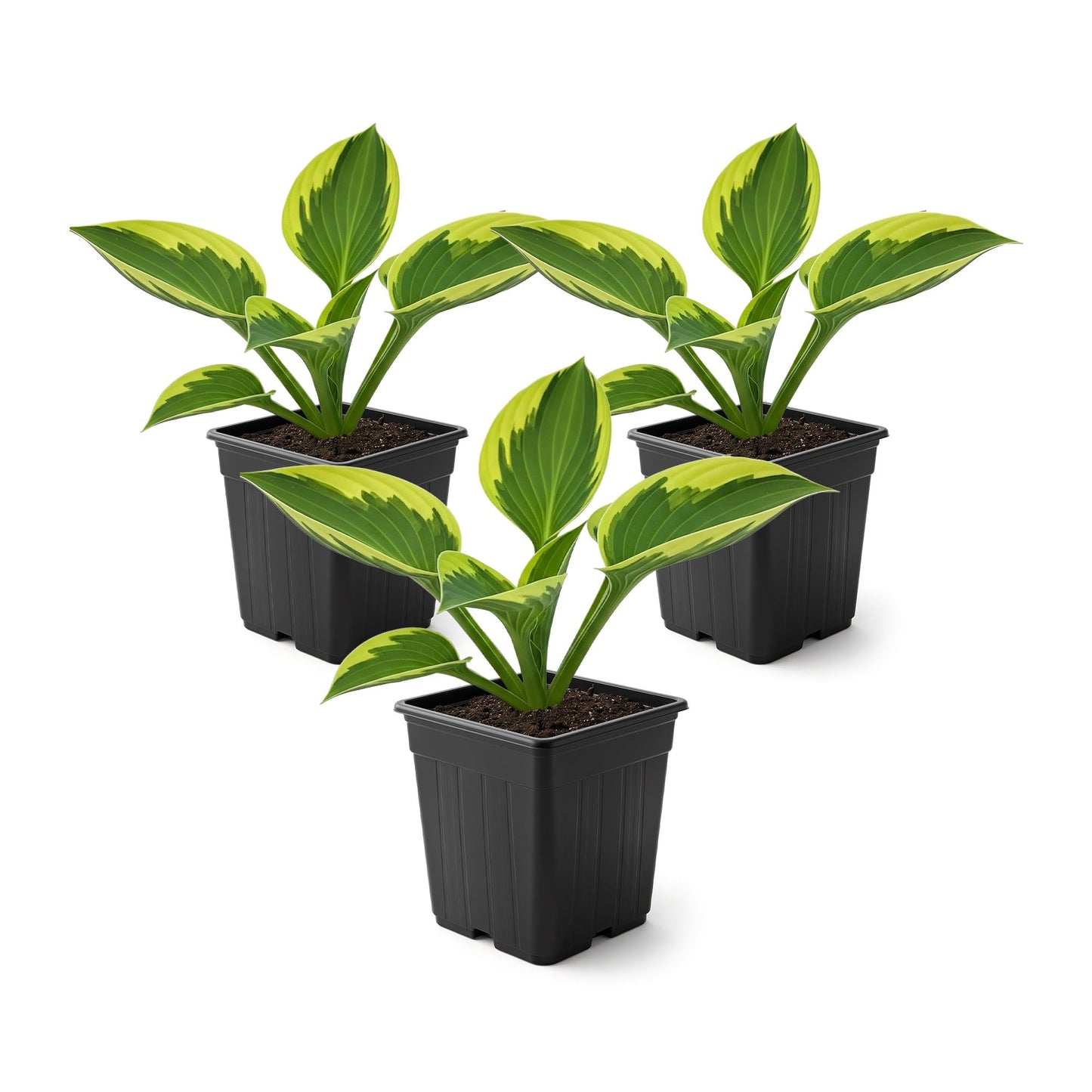Live Perennial Hosta - Yellow Polka Dot Bikini (3 Plants Per Pack) Beautiful Accent Plant, 10" Tall by 4" Wide in 1 Qt Pot