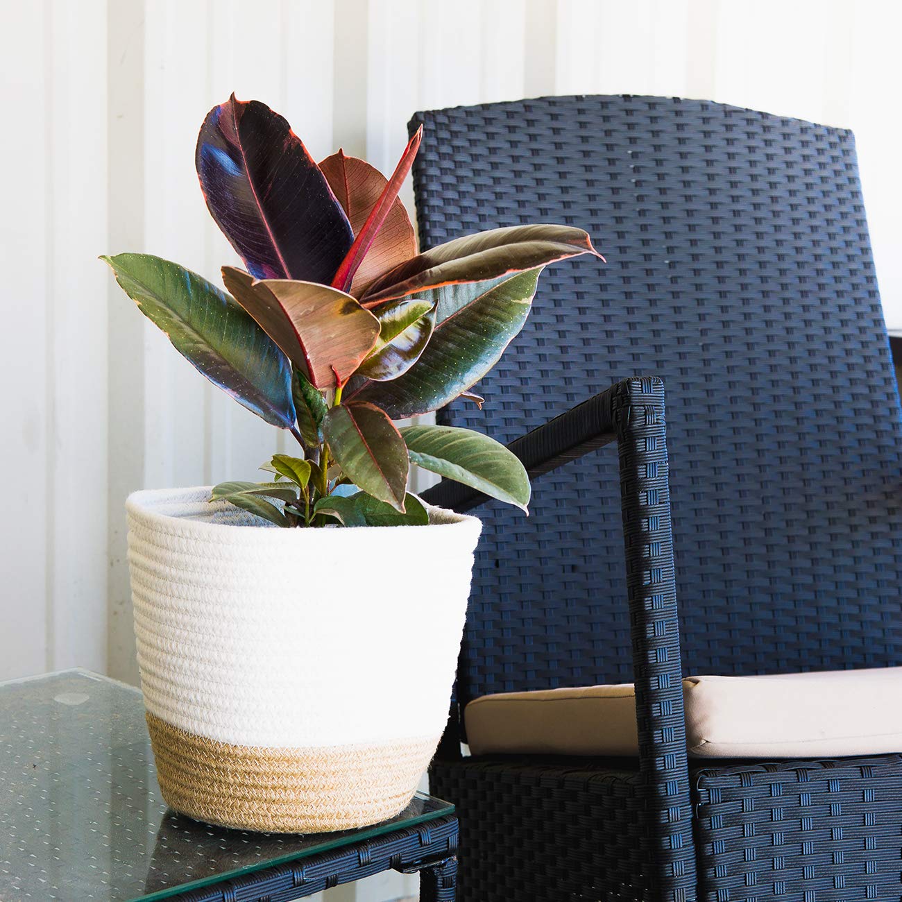Perfect Plants Variegated Rubber Plant | Ficus Elastica 'Ruby' | Live Indoor Houseplant | Unique Home Décor, 6in. Grower's Pot