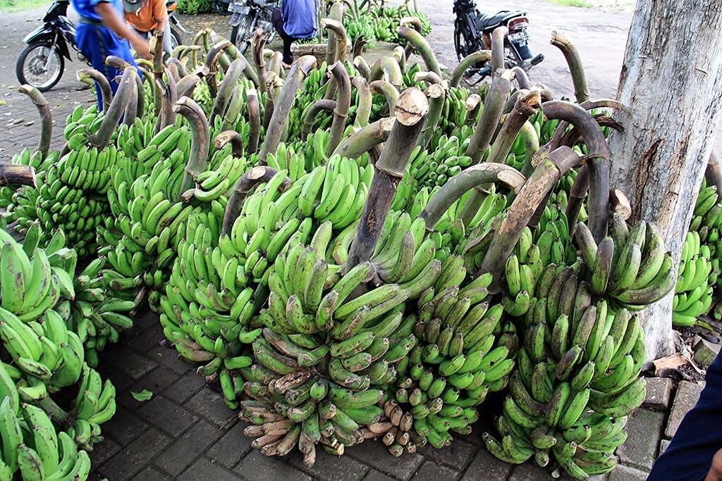 Live Plant - Lacatan Musa- Live Banana Tree-Small Rooted Starter Plant-Fruits in 8-12 Months!