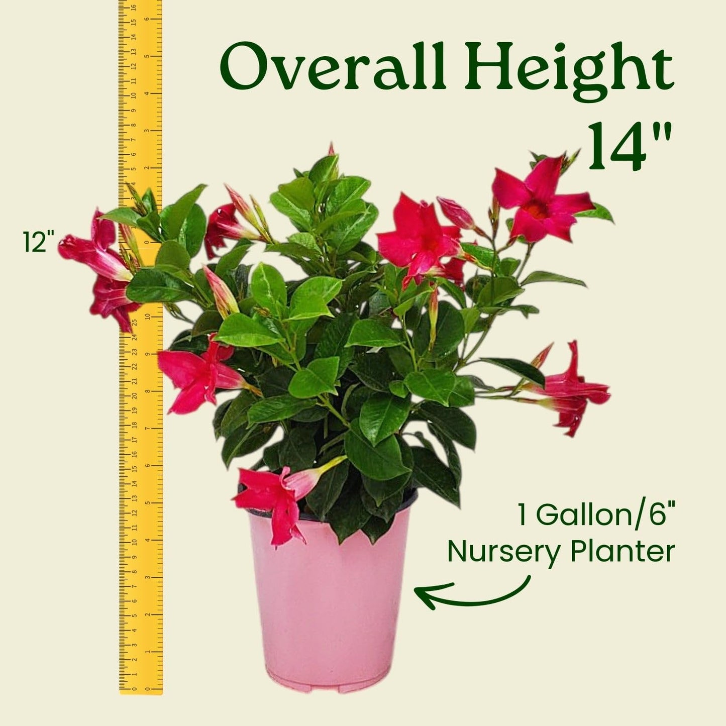 Tropical Plants of Florida Pink Dipladenia Live Plant - 1 Gallon 14 Inch Tall Tropical Flowering Bush Indoor Outdoor Patio Plant Mandevilla