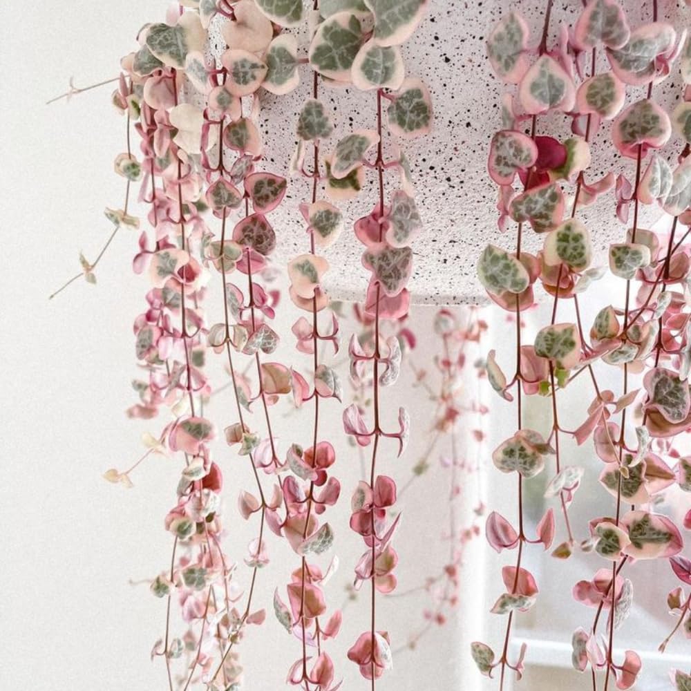 Variegated String of Hearts Plant Live, Ceropegia Woodii Vine, Live Succulent Indoor Houseplant, 2.5 Inch Pot