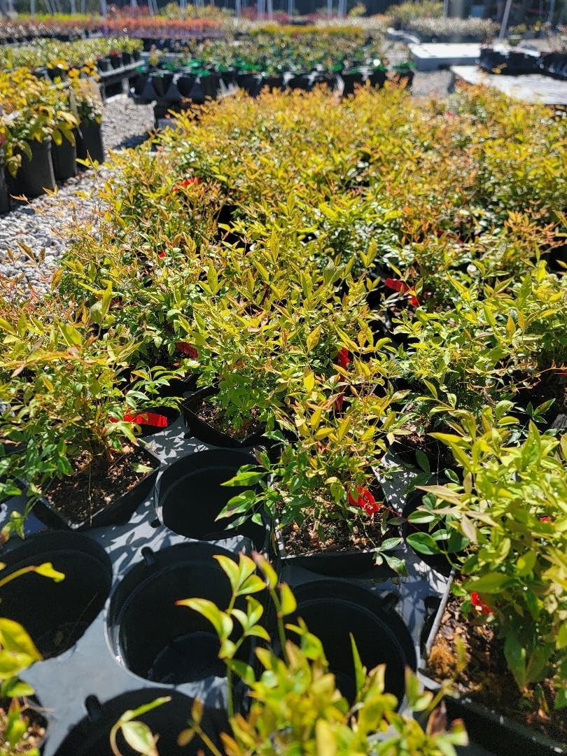 Live Plant - Gulf Stream Nandina Heavenly Bamboo - Live Plant - (1 Qt)