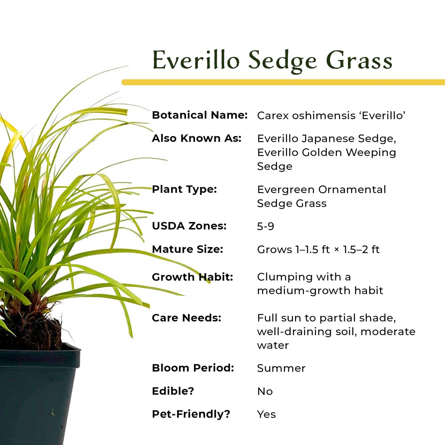 4 Everillo Sedge Grass – Evergreen Clumping Ornamental Grass with Arching Golden Foliage for Shade, Borders & Containers (Carex oshimensis ‘Everillo’) in 3.5″ Cubes, Live Plants