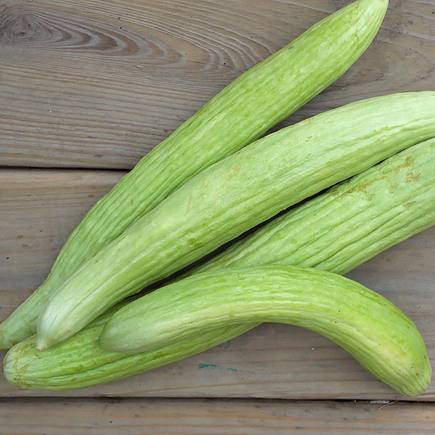 Armenian Striped Snake Cucumber Seeds - 75+ Seeds…