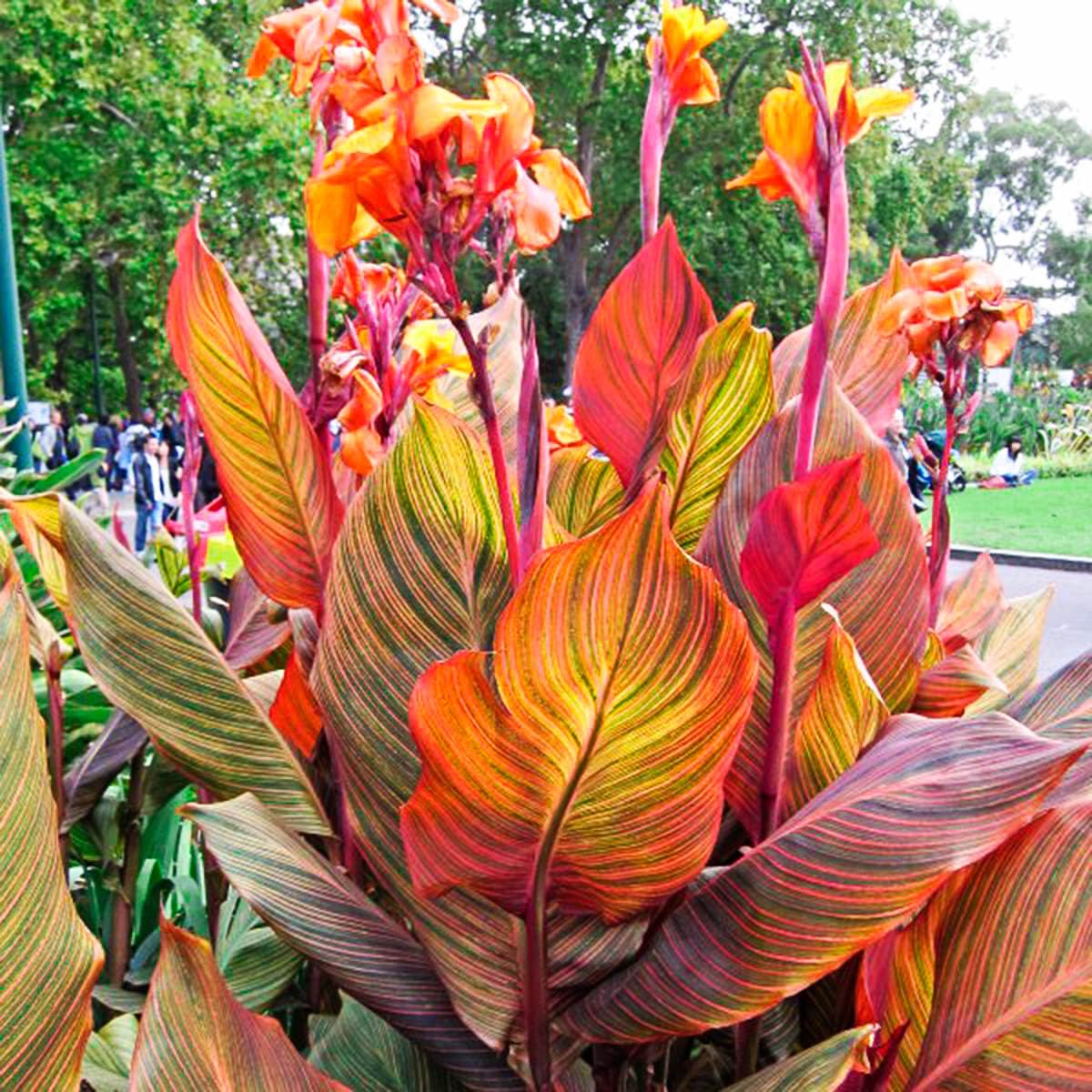 BRECK'S - Phasion Giant Variegated Canna Lily Dormant Summer Flowering Bare Roots (3-Pack)