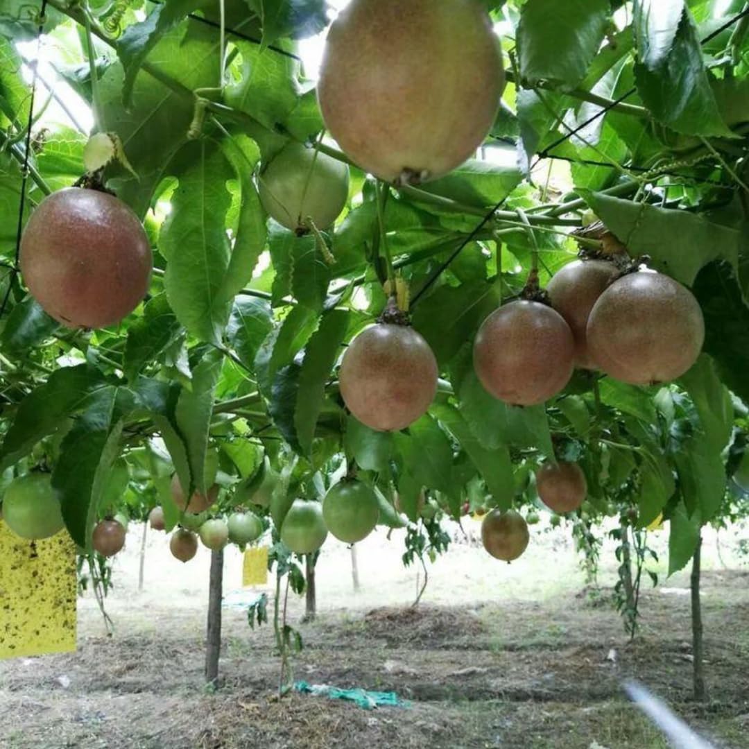 Passion Fruit Tree Live Plant, Passionfruit Vine Plant, 5 to 7 Inc in Height, Passionfruit Plant Live Planting (Purple)