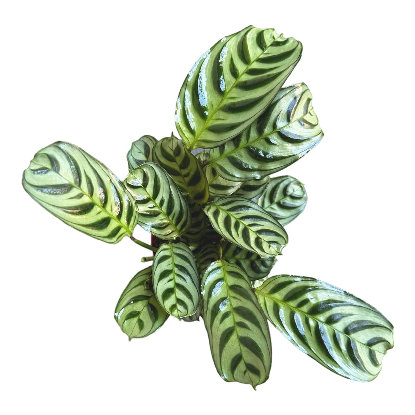 Calathea Burle Marx, Fishbone Prayer Plant, Unique and Easy to Care Live Indoor Plant, 4 inch Pot - Hopewind Plants Shop