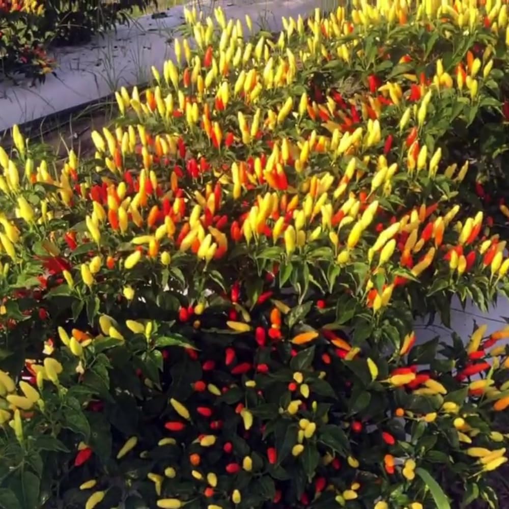 Pepper Plants Live for Planting, in 4" Pot, Hot Chili Pepper for Indoor and Outdoor Growing (Medium Hot Pepper)