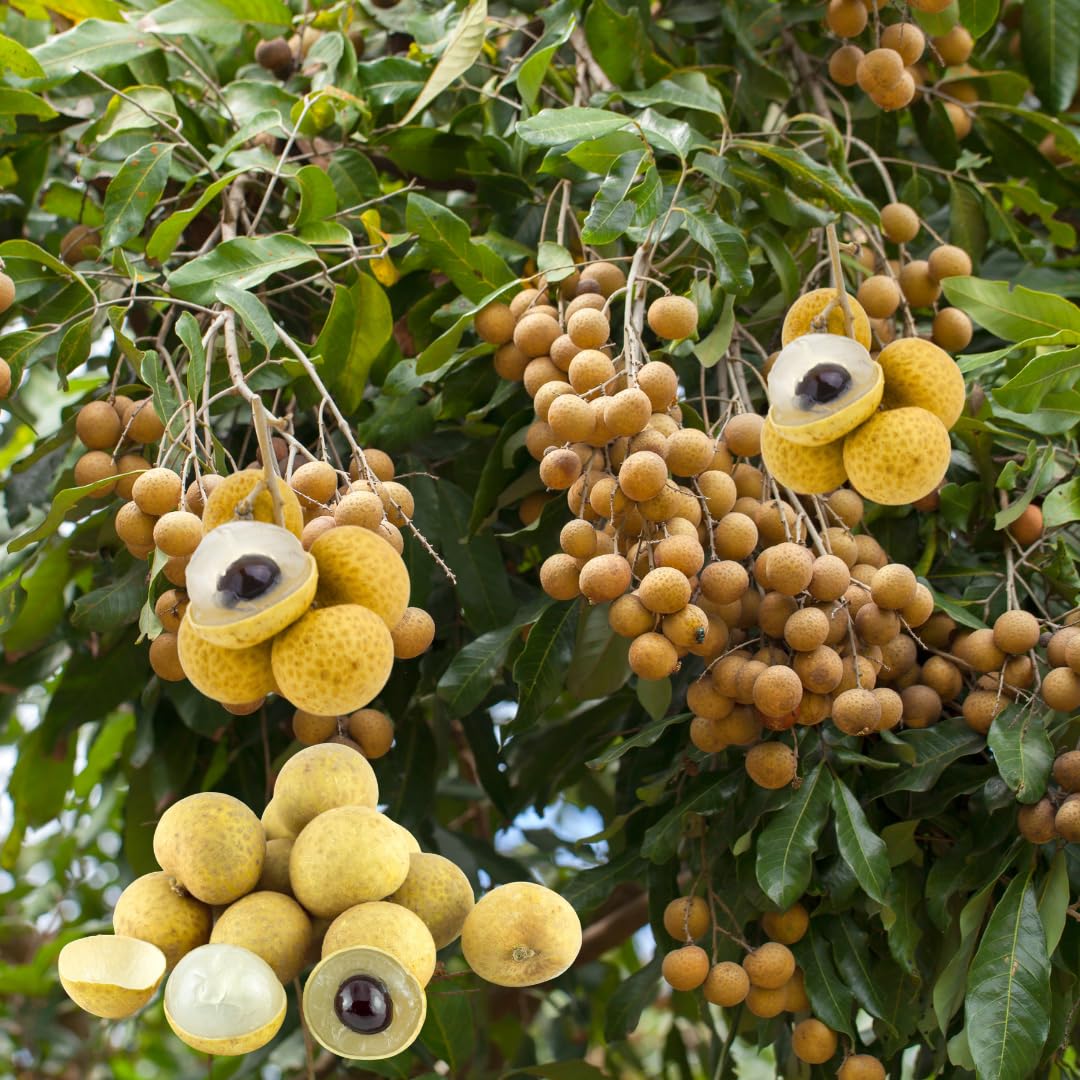 Longan Fruit Tree Live Plant, Sweet Tropical Longan Tree, 3–4 Ft Tall in 3 Gallon Pot, Ready for Outdoor Growing, No Ship to CA