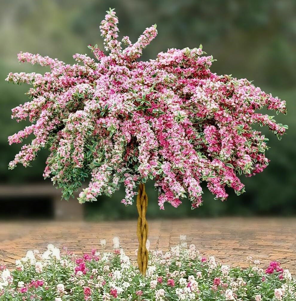 Live Plant - Variegated Weigela Bush/Shrub - 6-12" Tall Live Plant - Outdoor Garden