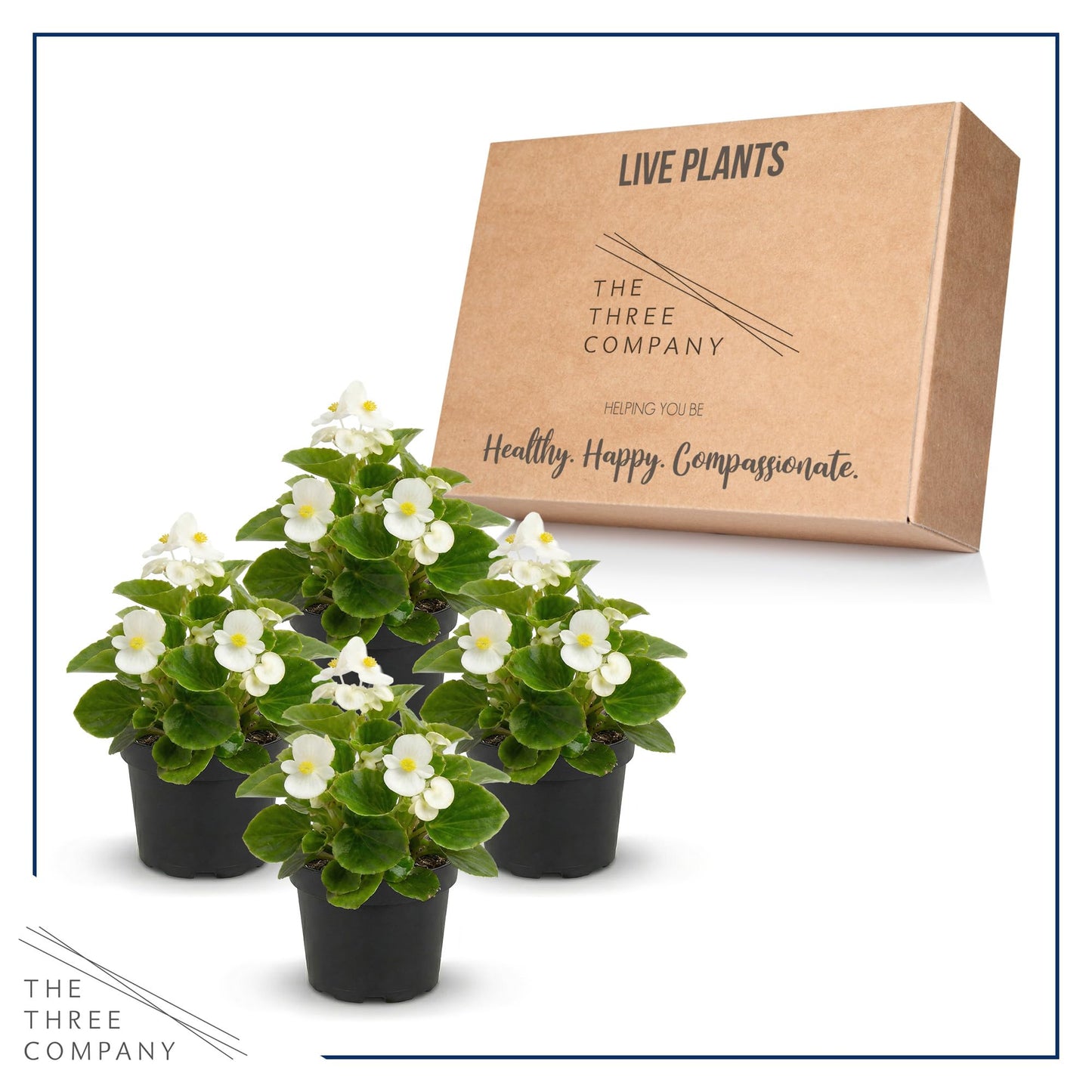 Live Begonia - Green Leaf Ambassador White (4 Per Pack), Beautiful Shade Annual, Ships 8" Tall by 4" Wide in 1 Pt Pot