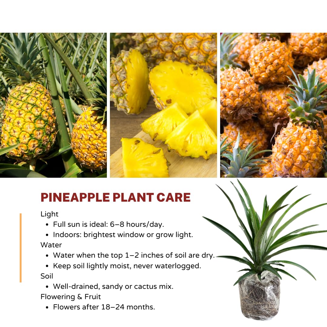 Gold Pineapple Plant Live for Planting 5 to 8 Inch Tall, Sweet Pineapple Fruit Tree Live Plant, Pineapple Seedling