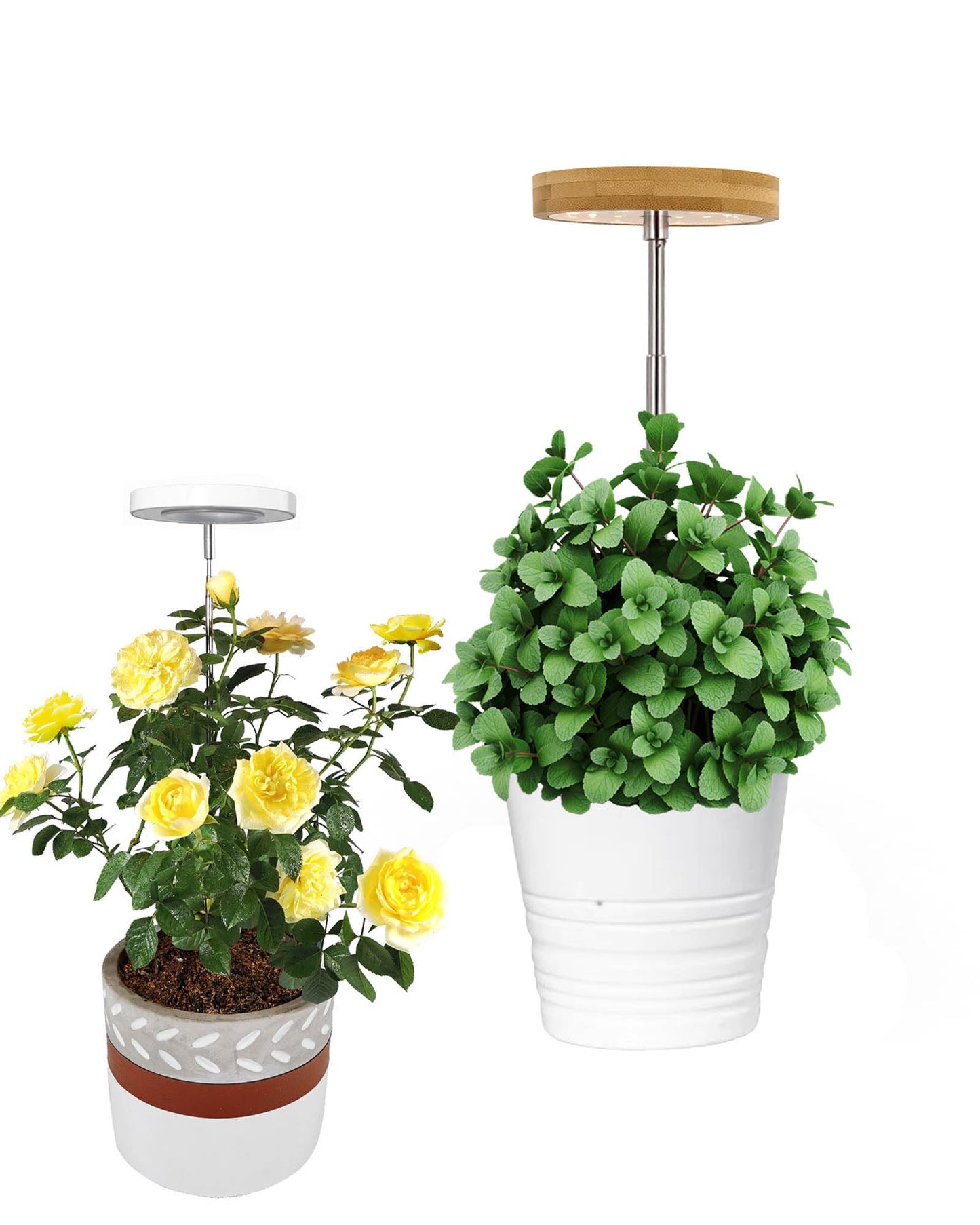 Plant Grow Light for Indoor Plant,Bamboo Mini LED Grow Light Garden,Height Adjustable,Automatic Timer with 8/12/16 Hours