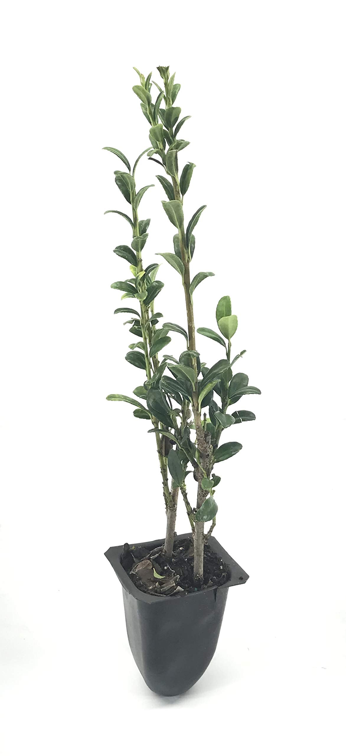 Sky Pencil Japanese Holly - 10 Live Plants - Ilex Crenata - Formal Low Maintenance Evergreen