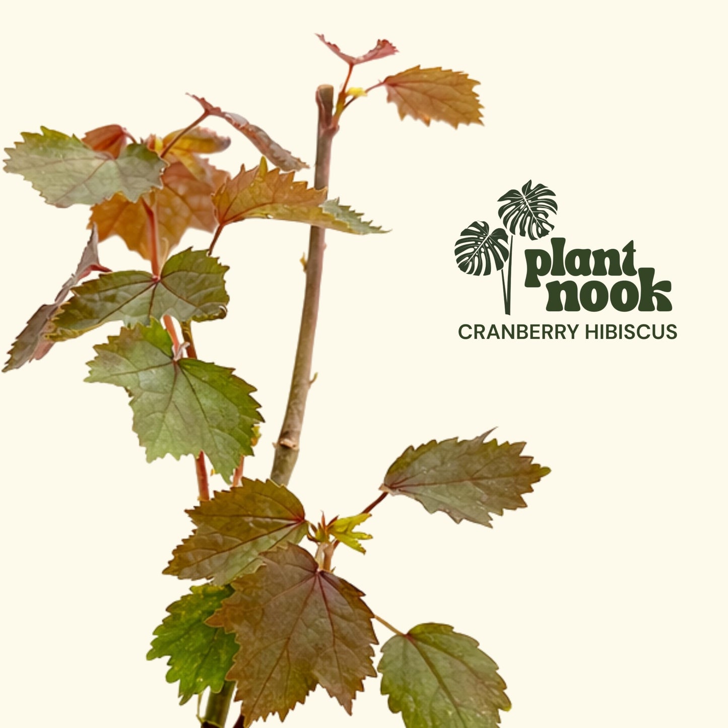 PLANT NOOK Cranberry Hibiscus (Hibiscus acetosella) Live Plant Starter | Deep Burgundy Red Foliage, Edible Tart Leaves | Container Friendly, Full Sun to Partial Shade | Pollinator Garden Plant