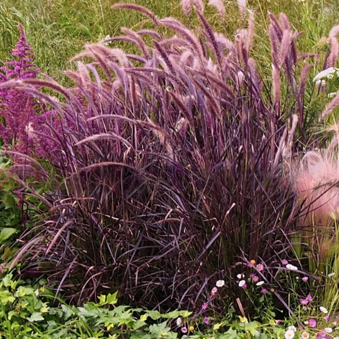 2 Grass Ornamental Grasses Seedlings, Live Grass Perennial Hardy Ornamental Plants, Outdoor Planting, 5-9" Tall (Purple Fountain)