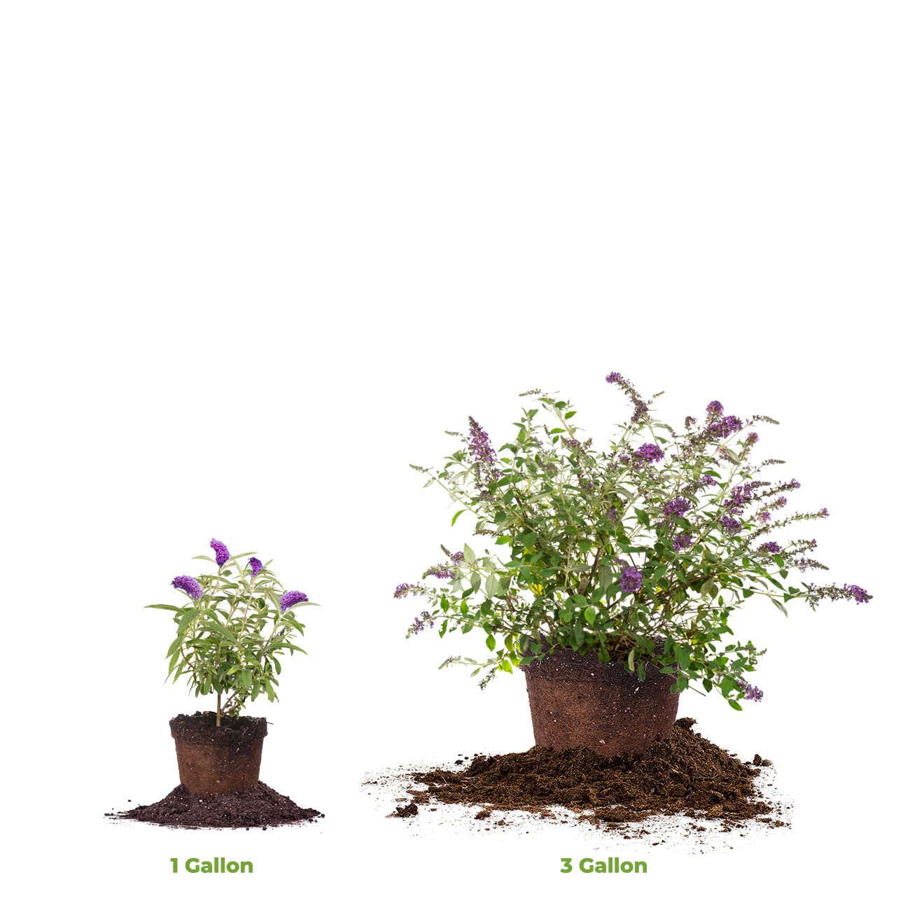 Perfect Plants Nanho Butterfly Shrub 1 Gallon | Live Bush for Outdoor Planting | Attracting Pollinators Like Butterflies, Bees, and Hummingbirds | Gorgeous Purple Flowers in Spring
