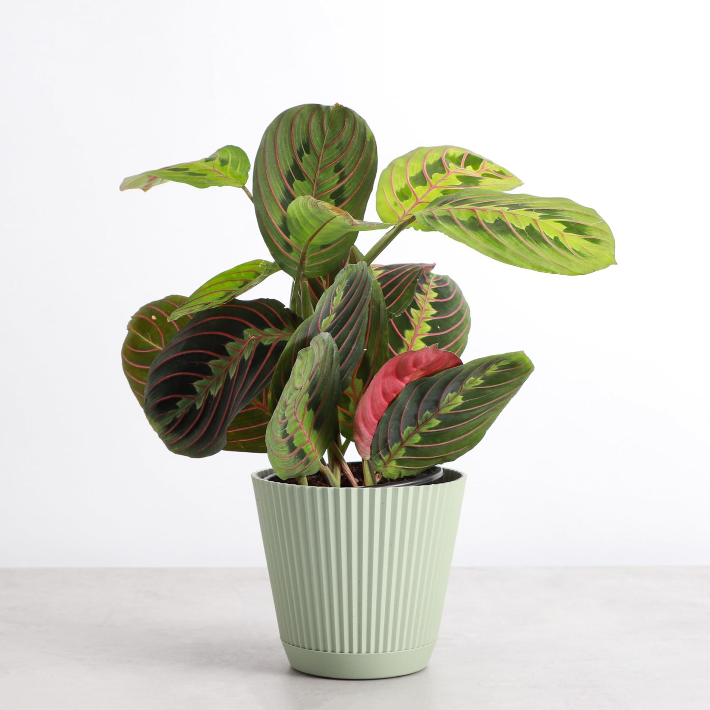 Thorsen's Greenhouse Red Prayer Plant, Live Indoor Plant, Pet Friendly, Popular Houseplant, Red Maranta, Easy to Grow, 4" Diameter Pot (Sage)