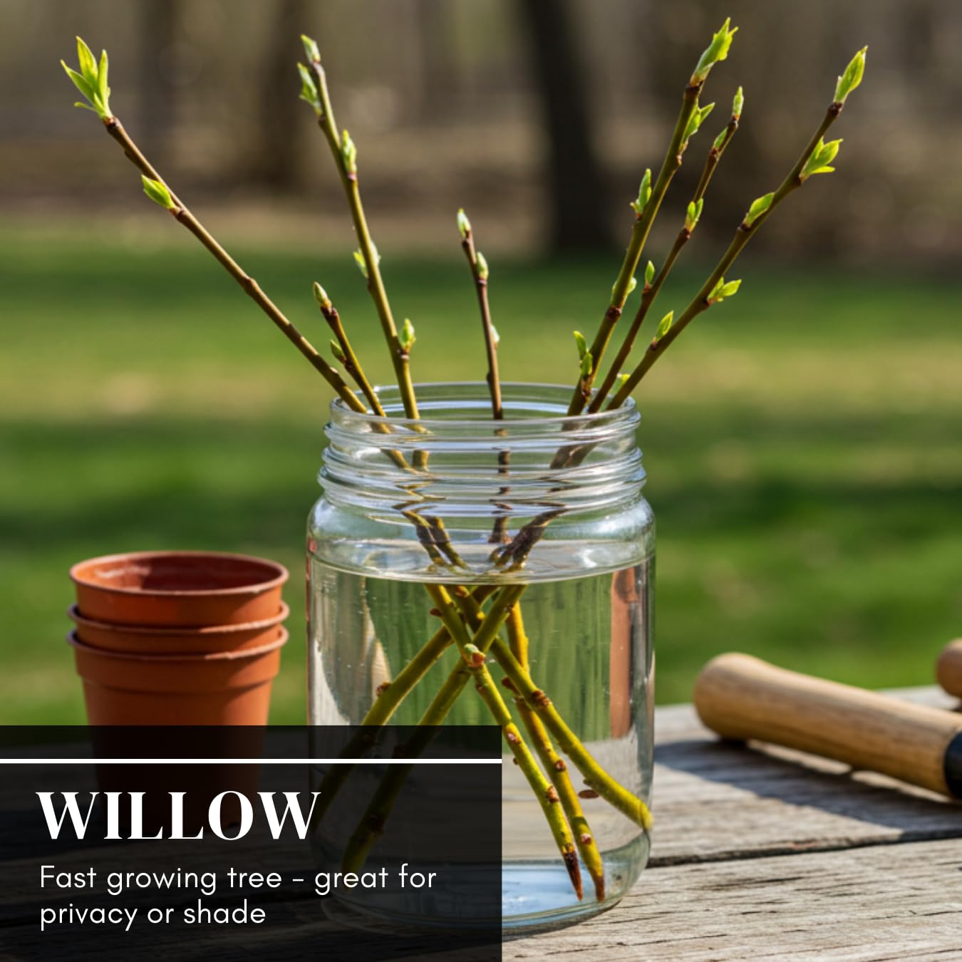 (One) Fastest Growing Tree in The World - Ready to Plant - One Live Aussie Hybrid Willow Tree Rooted Cut - Great for Fast Shade - 10 feet in First Year - Austree Hybrid Willow Privacy Tree