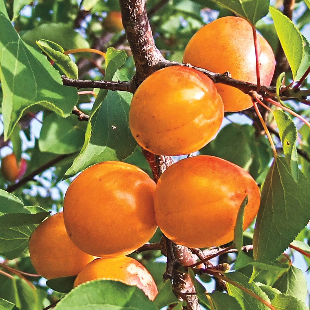 Honey Pearls™ Nectacot Dormant Starter Bare Root Standard Fruit Tree, Can't Ship to State of CA, CO, ID, MT, OR, or WA, 1-Pack