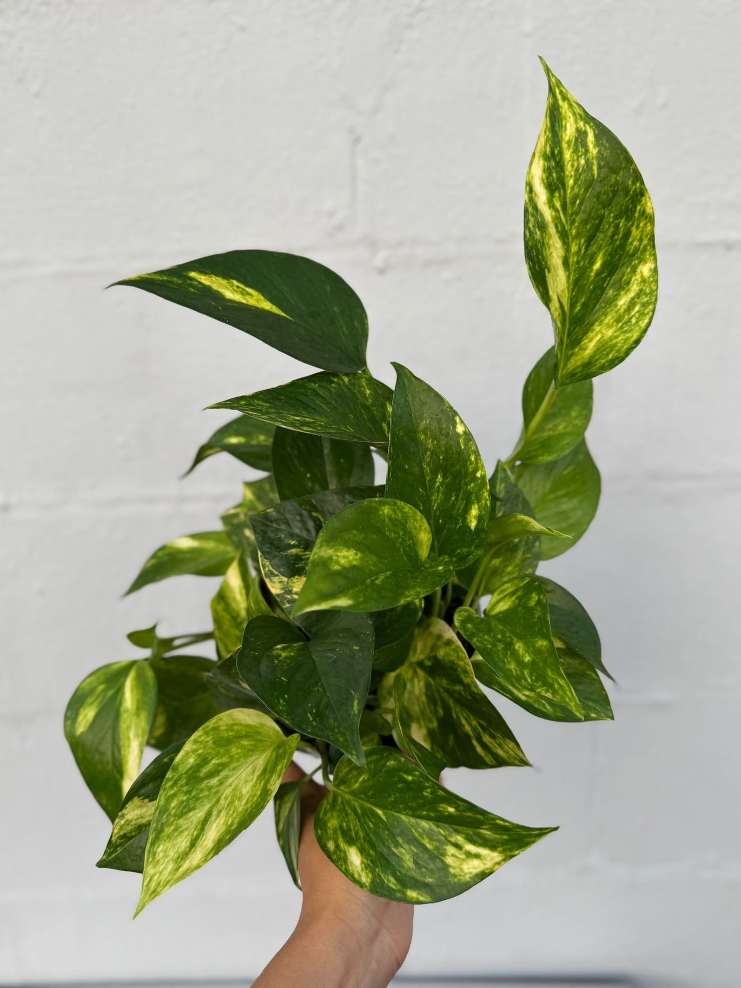 PLANTVERS Golden Pothos in a 6" Grow Pot | Epipremnum Aureum | Devil’s Ivy Indoor Vine | Air Purifying Plant | Low Maintenance & Easy Care Indoor Plant | Tropical Vining Plant | Trailing Houseplant