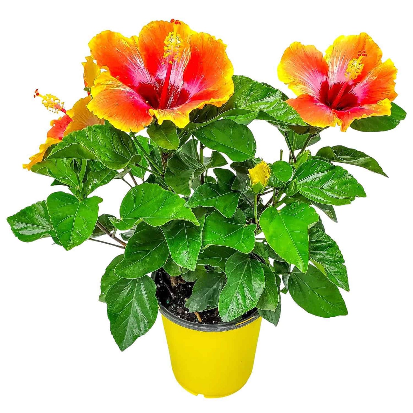 Fiesta Hibiscus Bush - Live Hibiscus Flowering Plant - Tropical Flower Plant - 1 Gallon Planter - Overall Height 10" to 14" - Tropical Plants of Florida