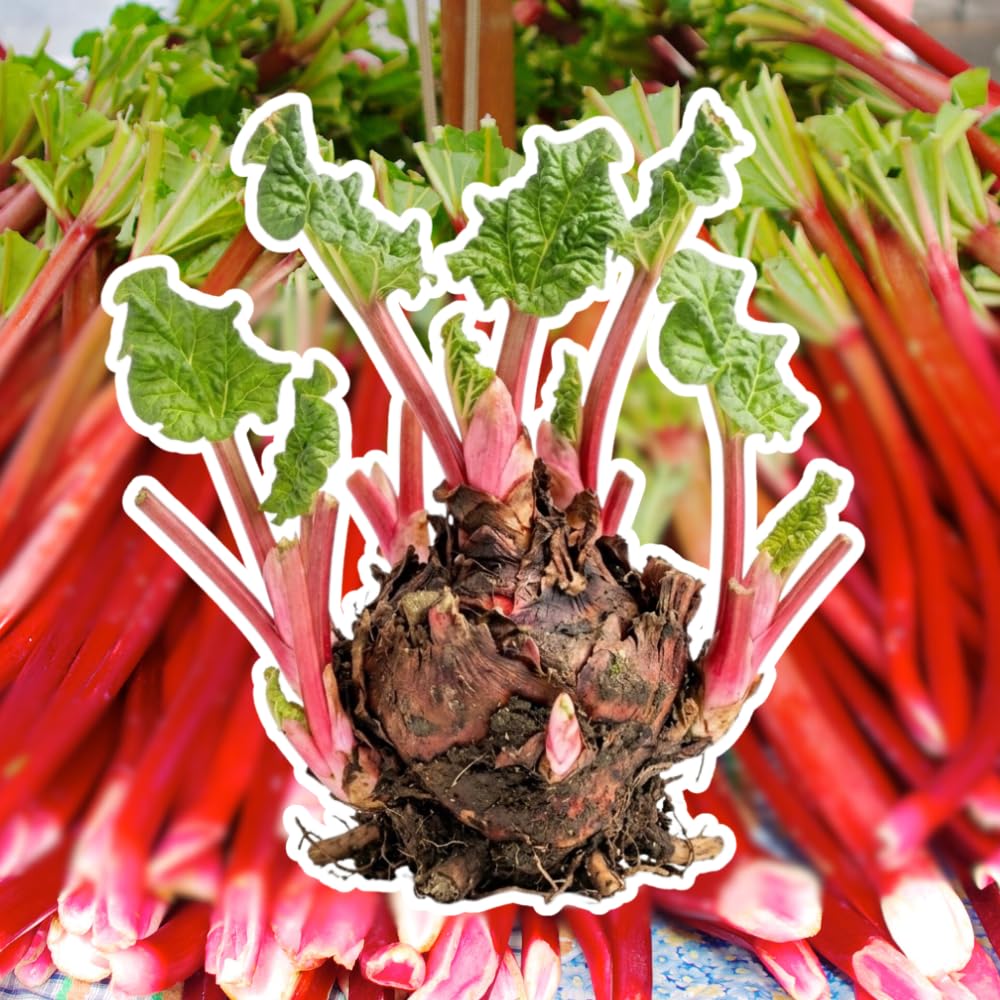 5 Rhubarb Roots for Planting, Crown Rhubarb Rhizomes Perennial Vegetable Plants, Cold Hardy Garden for Outdoor Growing