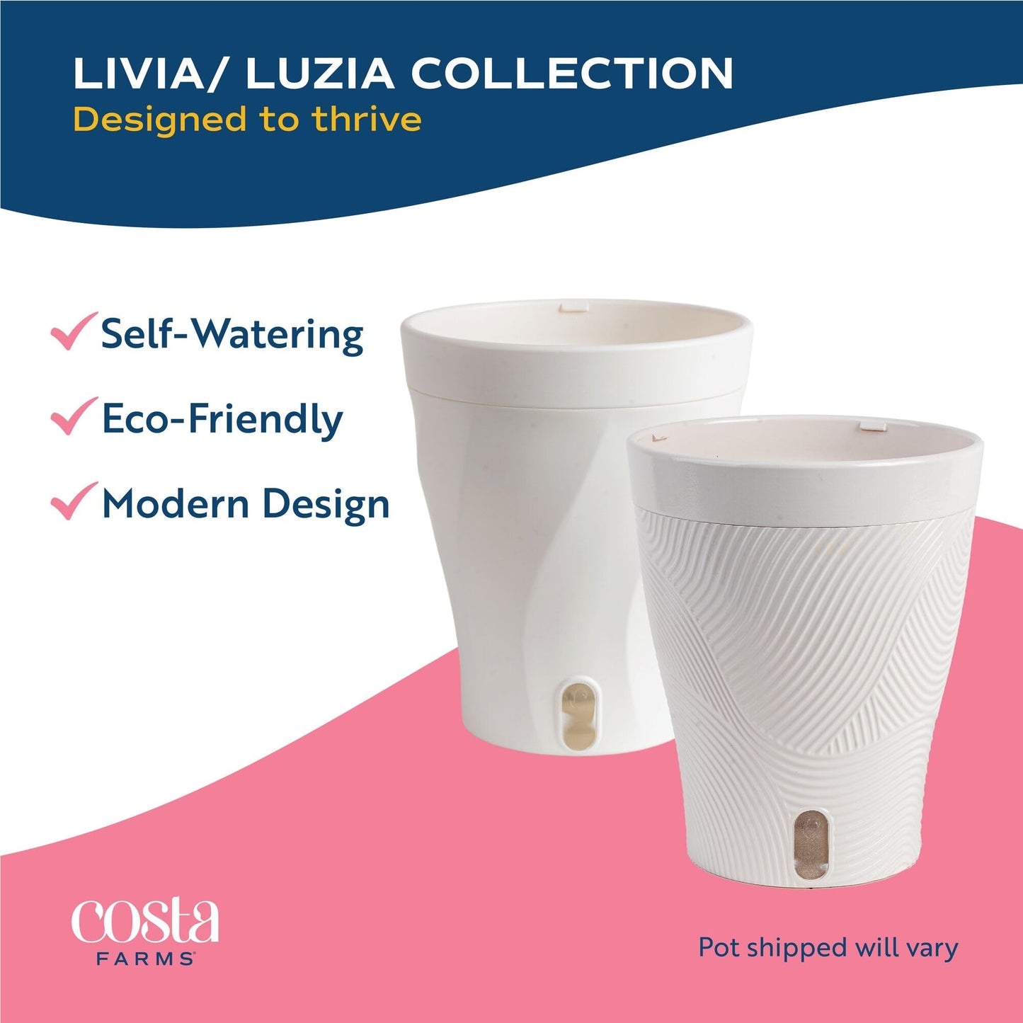 Costa Farms Little Monstera Plant, Easy to Grow Houseplant, Live Indoor Plant Potted in Cute Garden Plant Pot, Potting Soil, Housewarming Gift, Home, Office, and Tropical Room Decor, 12-Inches Tall