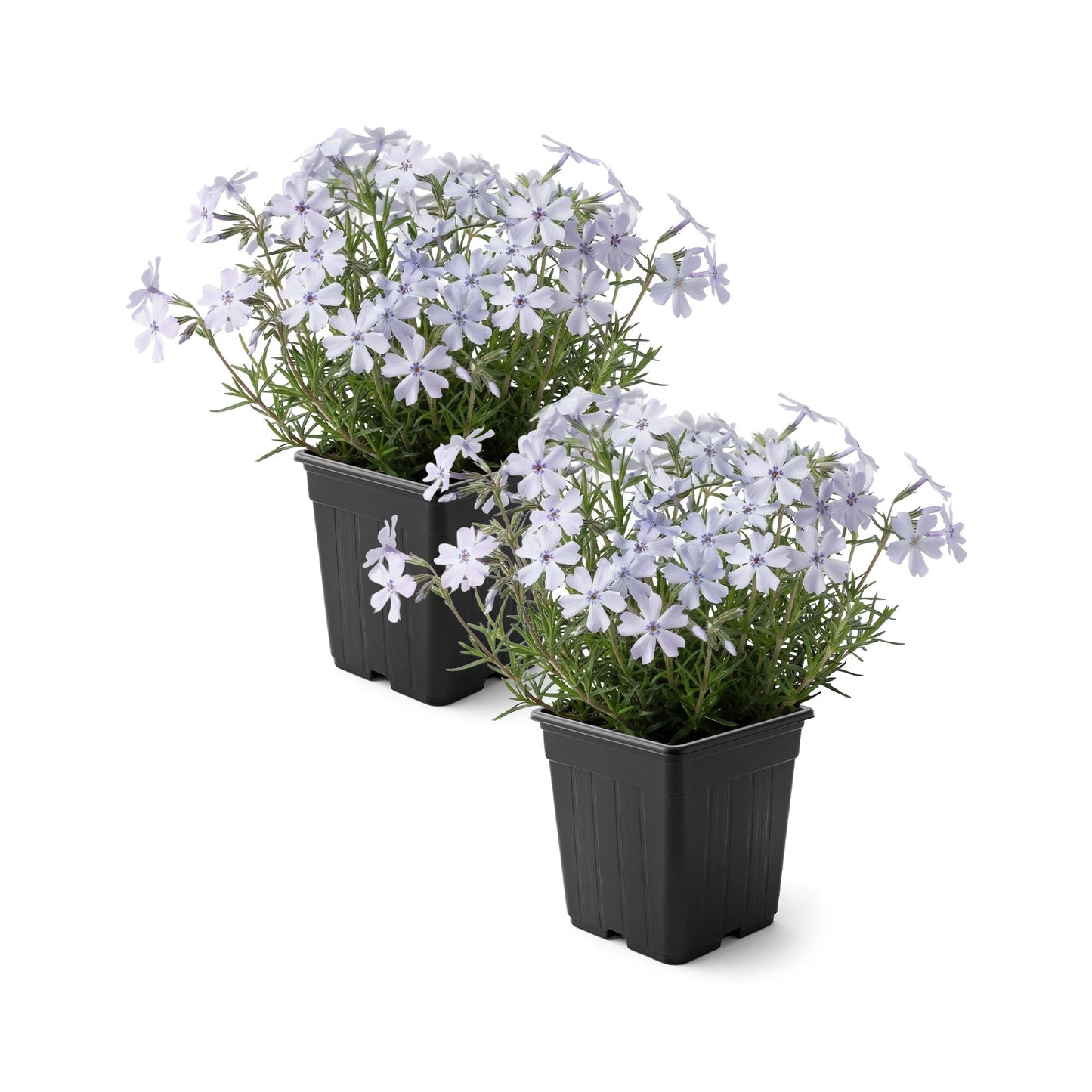Live Creeping Phlox 2-Pack – Blue – Spring Groundcover Perennial, Sun Garden Plant, 6” Tall, 1 Qt Pot