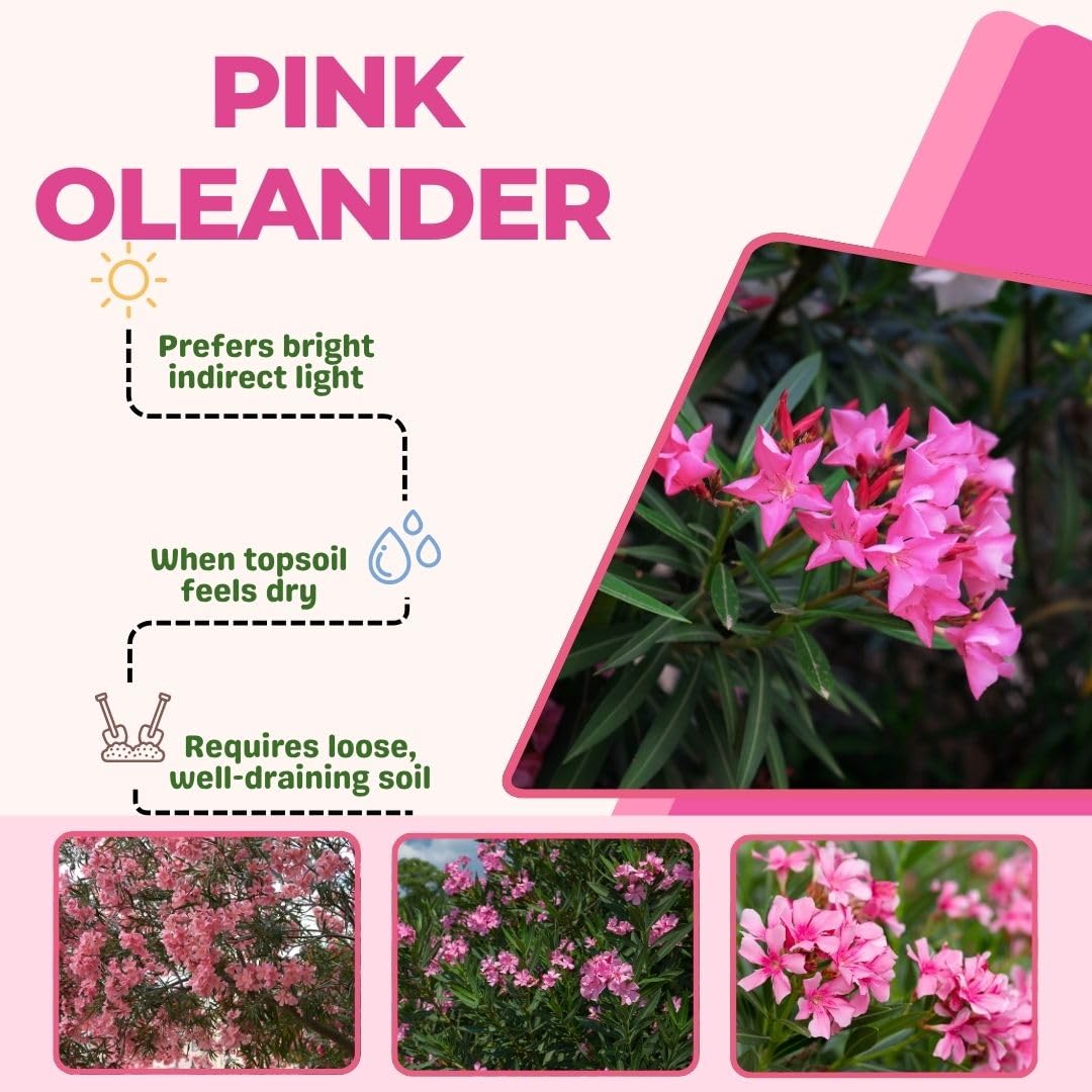 Pink Oleander Live Plant 4-8 Inch Tall, Pink Oleander Plants Live for Garden, Flowering Outdoor Shrub for Planting